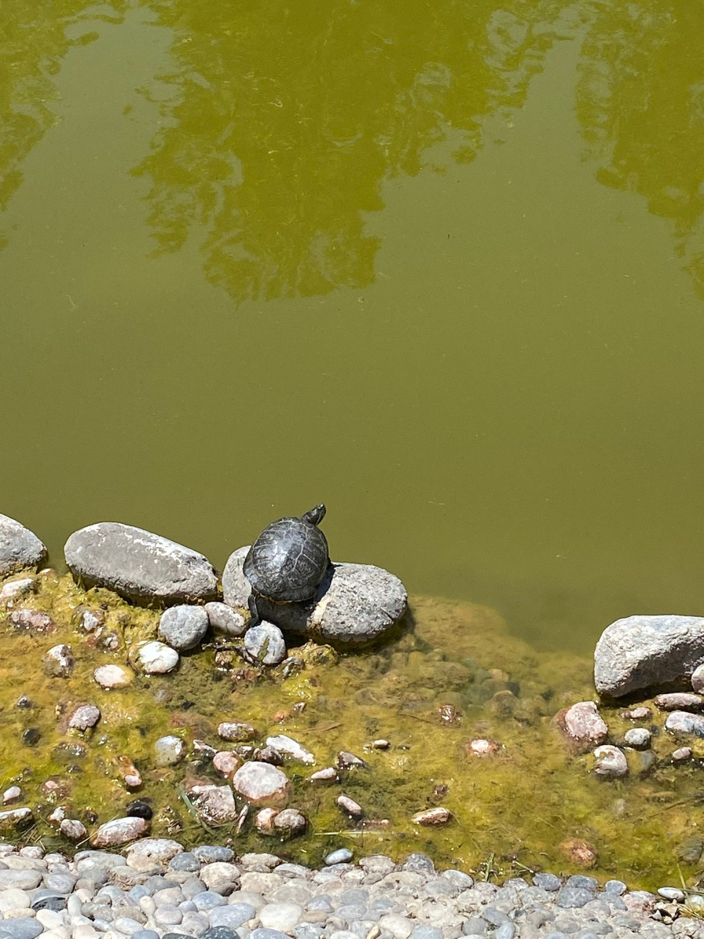 1753447269-su kaplumbağası.jpeg