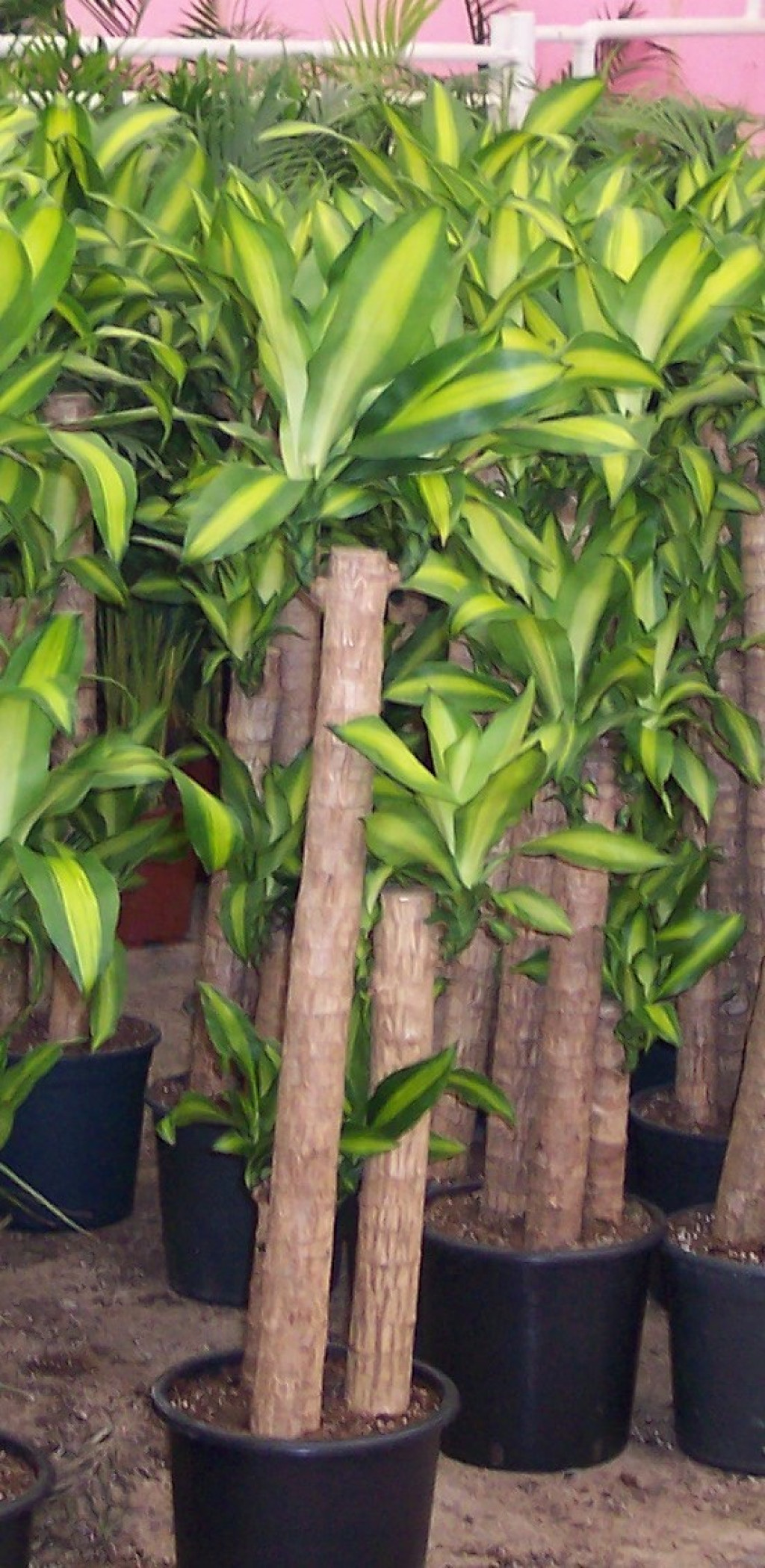 1515089830-kardeş kanı.jpg