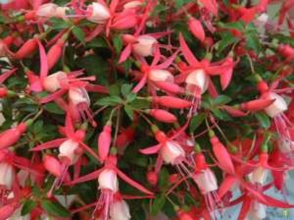 1515090050-küpe çiçeği.jpg