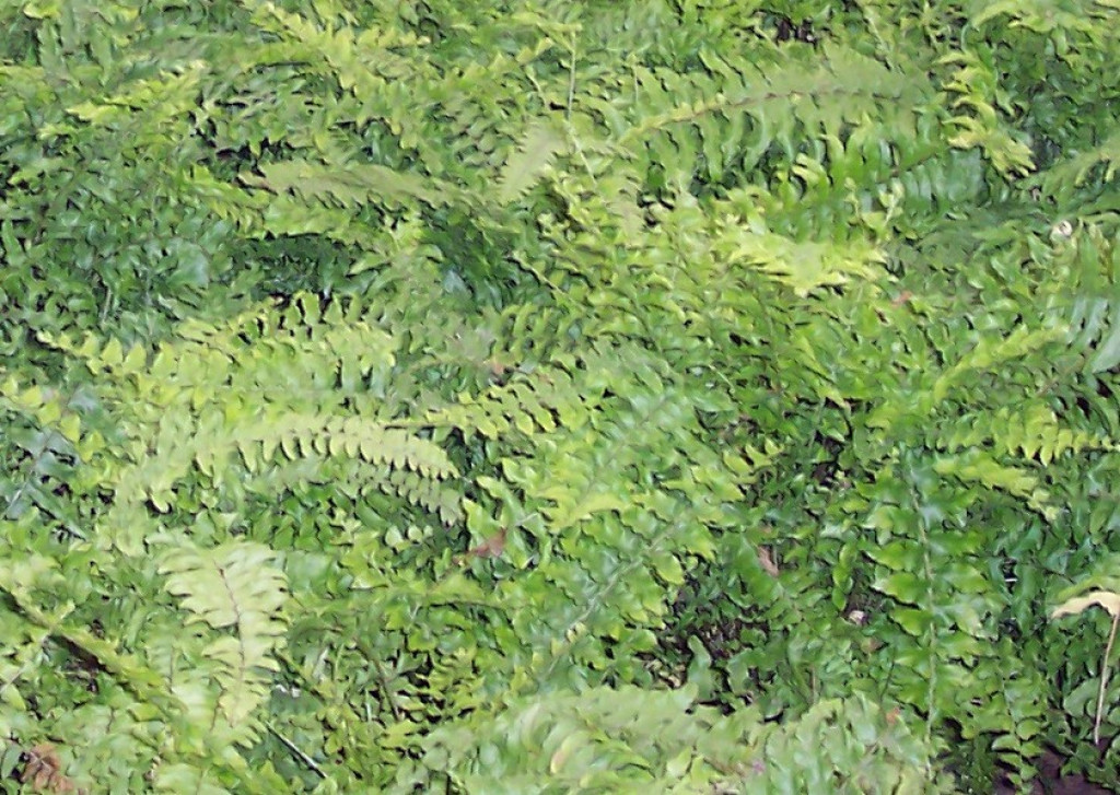 1515090214-salon egreltisi.jpg