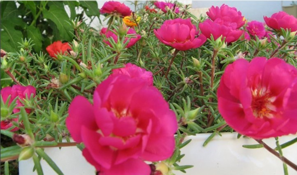 1515091968-ipek çiçği.jpg