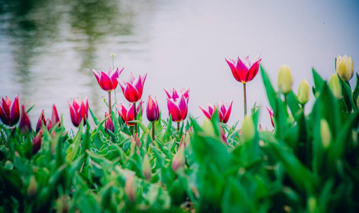" Atılım' da İlkbahardan Kareler "