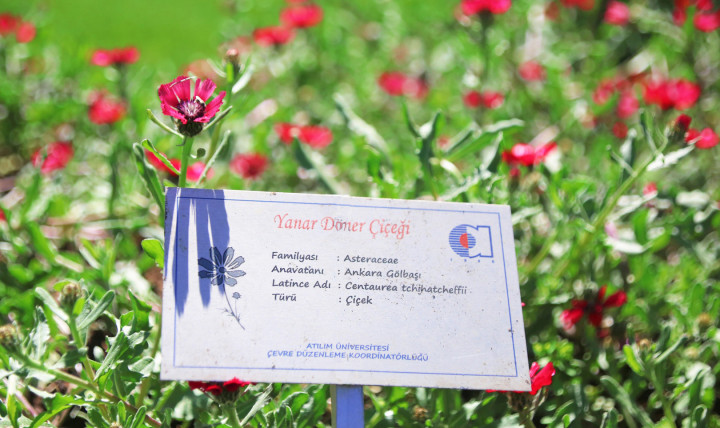 Sevgi Çiçeği (Centaurea Tchihatcheffii) Çiçek Açtı